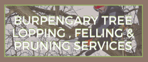Burpengary Tree Lopping, Felling and Pruning Services