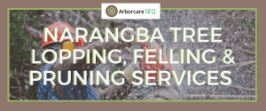 Narangba Tree Lopping, Felling and Pruning Services