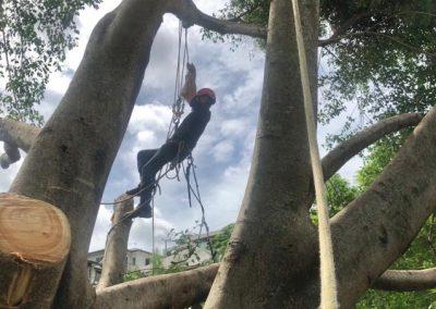 Tree Lopping Services in Narangba, Redcliffe, Burpengary, Zillmere, Strathpine, Pine Rivers, & Bray Park Gallery 07