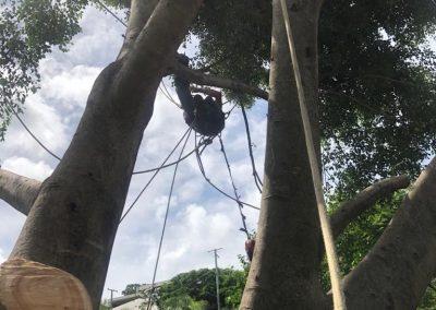 Tree Lopping Services in Narangba, Redcliffe, Burpengary, Zillmere, Strathpine, Pine Rivers, & Bray Park Gallery 05