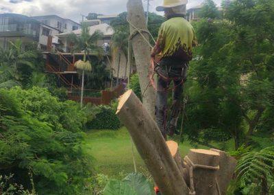 Tree Lopping Services in Narangba, Redcliffe, Burpengary, Zillmere, Strathpine, Pine Rivers, & Bray Park Gallery 02