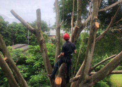 Tree Lopping Services in Narangba, Redcliffe, Burpengary, Zillmere, Strathpine, Pine Rivers, & Bray Park Gallery 03