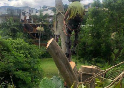 Tree Lopping Services in Narangba, Redcliffe, Burpengary, Zillmere, Strathpine, Pine Rivers, & Bray Park Gallery 12