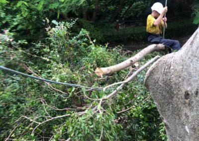 Tree Lopping Services in Narangba, Redcliffe, Burpengary, Zillmere, Strathpine, Pine Rivers, & Bray Park Gallery 04