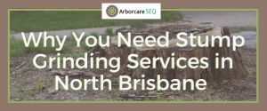 Why You Need Stump Grinding Services in North Brisbane