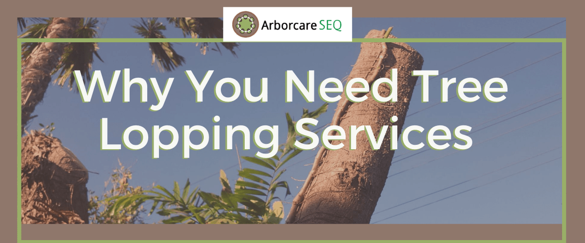 Why You Need Tree Lopping Services in Narangba, Redcliffe, Burpengary, Zillmere, Strathpine, Pine Rivers, & Bray Park