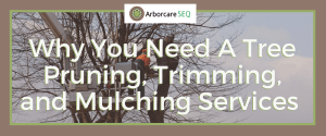 Why You Need Tree Pruning, Trimming, and Mulching Services