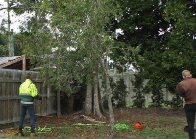 Tree Lopping Services in Narangba, Redcliffe, Burpengary, Zillmere, Strathpine, Pine Rivers, & Bray Park Gallery 16