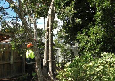 Tree Lopping Services in Narangba, Redcliffe, Burpengary, Zillmere, Strathpine, Pine Rivers, & Bray Park Gallery 18