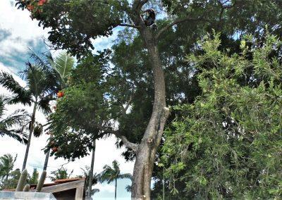 Tree Lopping Services in Narangba, Redcliffe, Burpengary, Zillmere, Strathpine, Pine Rivers, & Bray Park Gallery 17