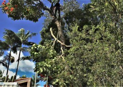 Tree Lopping Services in Narangba, Redcliffe, Burpengary, Zillmere, Strathpine, Pine Rivers, & Bray Park Gallery 19